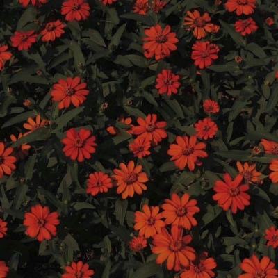 云开全站登录app