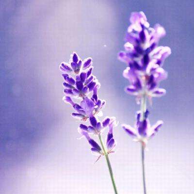 森林舞会游戏下