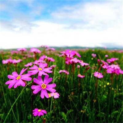 ayx体育在线登录下载手机版