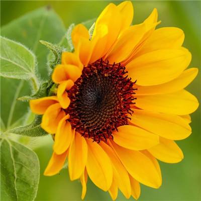 管家婆一码一肖资料大全app下载