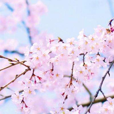 竞彩足球APP官方下载