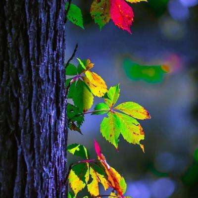 狗万官网手机app下载